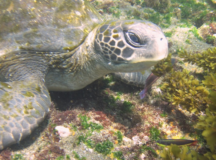 galapagos